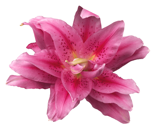 Flower 1